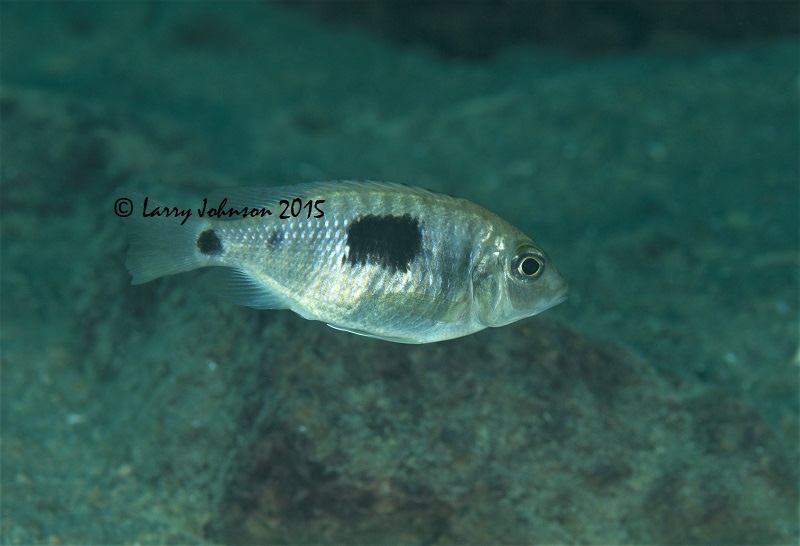 Otopharynx sp. 'auromarginatus margrette' Maingano Island